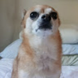 Meet your Posher, Gretchen